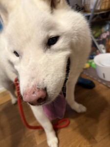 ホクちゃん
