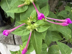 白粉花