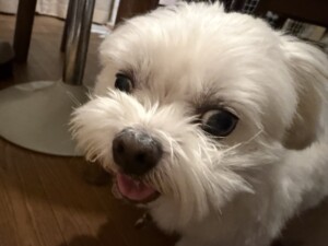 ダイキチちゃん