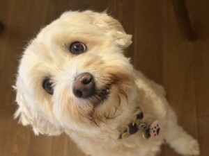 うたちゃん