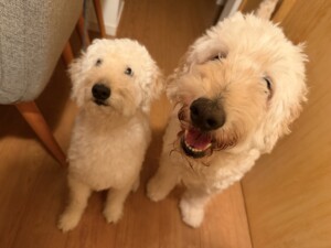 マフィンちゃんワッフルちゃん