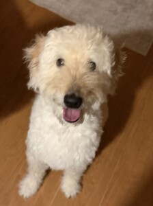 ワッフルちゃん