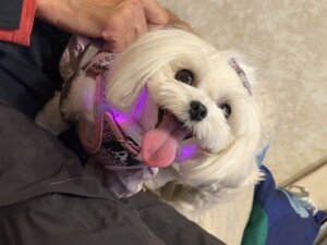 こるるちゃん